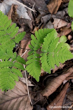 Common oak fern